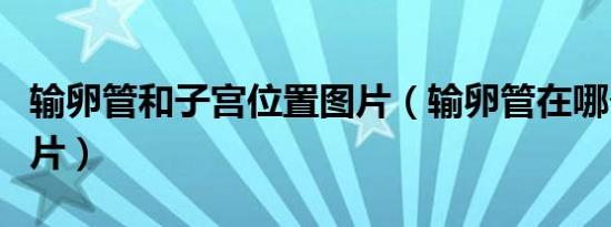 输卵管和子宫位置图片（输卵管在哪个位置图片）