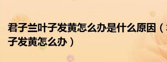 君子兰叶子发黄怎么办是什么原因（君子兰叶子发黄怎么办）
