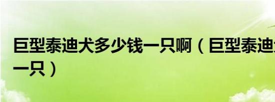 巨型泰迪犬多少钱一只啊（巨型泰迪犬多少钱一只）