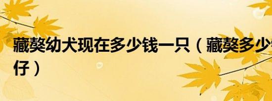 藏獒幼犬现在多少钱一只（藏獒多少钱一只幼仔）