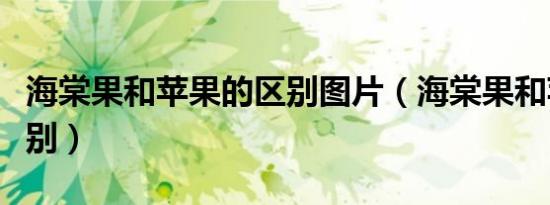 海棠果和苹果的区别图片（海棠果和苹果的区别）