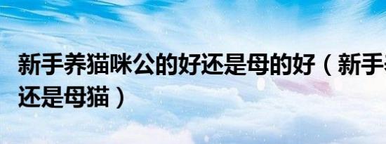 新手养猫咪公的好还是母的好（新手养公猫好还是母猫）