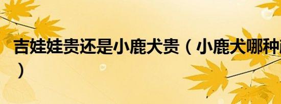 吉娃娃贵还是小鹿犬贵（小鹿犬哪种颜色最贵）
