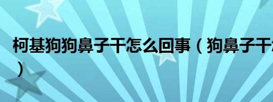柯基狗狗鼻子干怎么回事（狗鼻子干怎么回事）