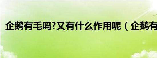 企鹅有毛吗?又有什么作用呢（企鹅有毛吗）