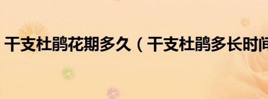 干支杜鹃花期多久（干支杜鹃多长时间开花）