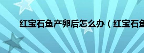 红宝石鱼产卵后怎么办（红宝石鱼）
