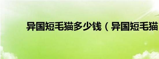 异国短毛猫多少钱（异国短毛猫）
