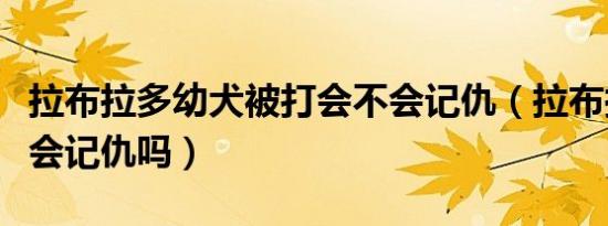 拉布拉多幼犬被打会不会记仇（拉布拉多被打会记仇吗）