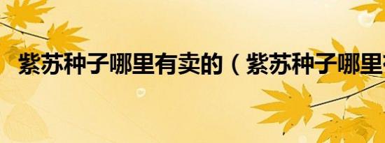 紫苏种子哪里有卖的（紫苏种子哪里有卖）