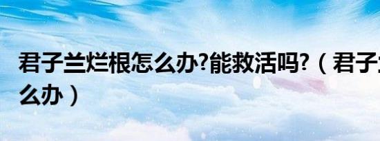 君子兰烂根怎么办?能救活吗?（君子兰烂根怎么办）