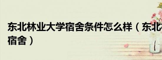 东北林业大学宿舍条件怎么样（东北林业大学宿舍）