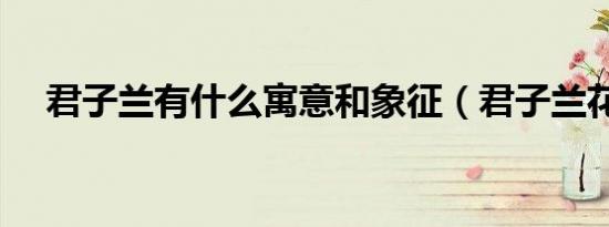 君子兰有什么寓意和象征（君子兰花语）
