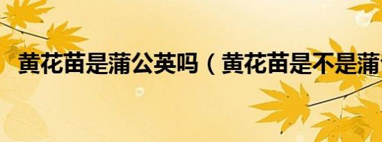 黄花苗是蒲公英吗（黄花苗是不是蒲公英）