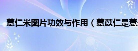 薏仁米图片功效与作用（薏苡仁是薏米吗）