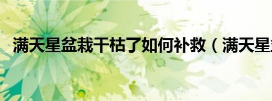 满天星盆栽干枯了如何补救（满天星盆栽）