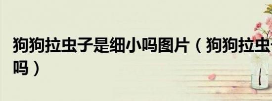 狗狗拉虫子是细小吗图片（狗狗拉虫子是细小吗）