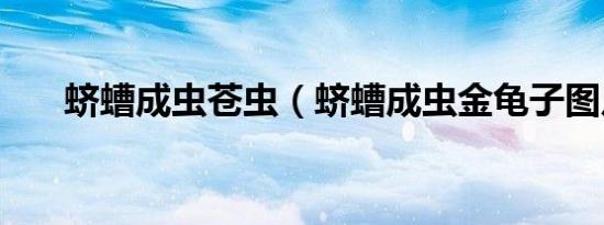 蛴螬成虫苍虫（蛴螬成虫金龟子图片）