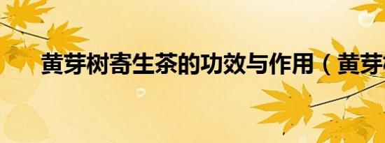 黄芽树寄生茶的功效与作用（黄芽树）