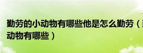 勤劳的小动物有哪些他是怎么勤劳（勤劳的小动物有哪些）