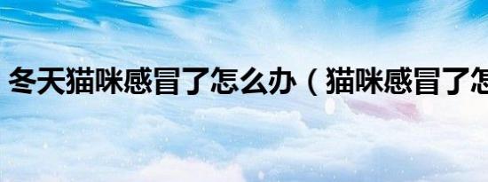 冬天猫咪感冒了怎么办（猫咪感冒了怎么办）