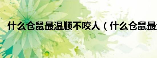 什么仓鼠最温顺不咬人（什么仓鼠最温顺）