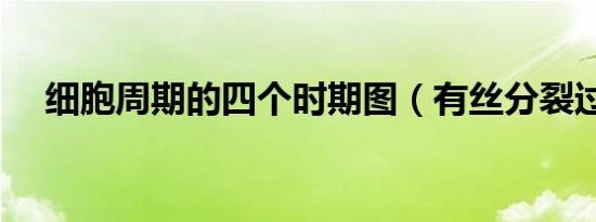 细胞周期的四个时期图（有丝分裂过程）