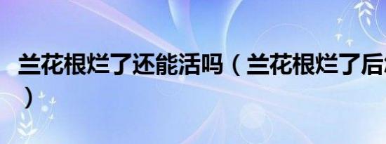 兰花根烂了还能活吗（兰花根烂了后怎么处理）