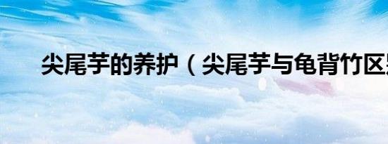 尖尾芋的养护（尖尾芋与龟背竹区别）