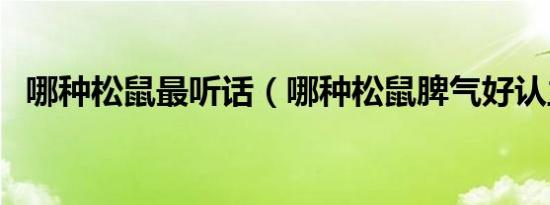 哪种松鼠最听话（哪种松鼠脾气好认主人）
