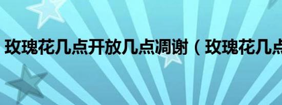 玫瑰花几点开放几点凋谢（玫瑰花几点开放）