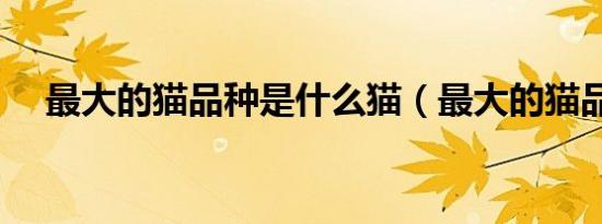 最大的猫品种是什么猫（最大的猫品种）