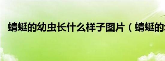 蜻蜓的幼虫长什么样子图片（蜻蜓的幼虫）