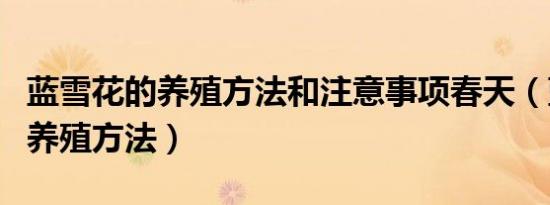 蓝雪花的养殖方法和注意事项春天（蓝雪花的养殖方法）