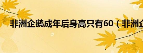 非洲企鹅成年后身高只有60（非洲企鹅）