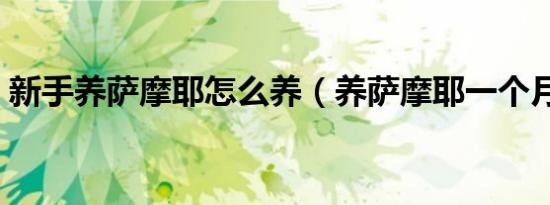 新手养萨摩耶怎么养（养萨摩耶一个月花销）