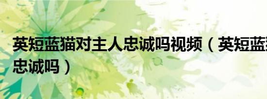 英短蓝猫对主人忠诚吗视频（英短蓝猫对主人忠诚吗）