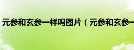 元参和玄参一样吗图片（元参和玄参一样吗）