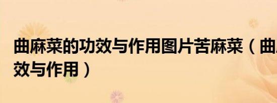 曲麻菜的功效与作用图片苦麻菜（曲麻菜的功效与作用）
