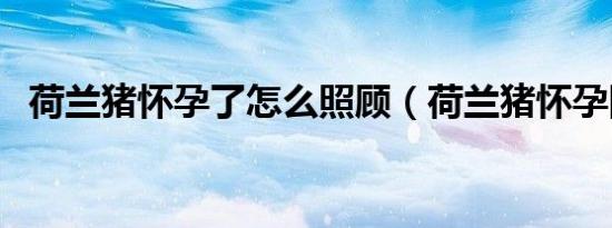 荷兰猪怀孕了怎么照顾（荷兰猪怀孕图片）
