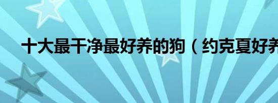 十大最干净最好养的狗（约克夏好养吗）