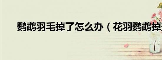鹦鹉羽毛掉了怎么办（花羽鹦鹉掉落）