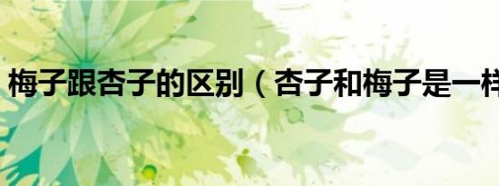 梅子跟杏子的区别（杏子和梅子是一样的吗）