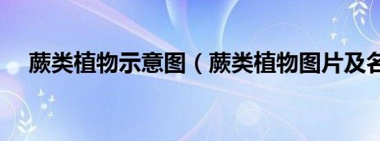 蕨类植物示意图（蕨类植物图片及名称）