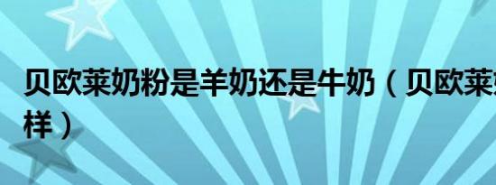 贝欧莱奶粉是羊奶还是牛奶（贝欧莱奶粉怎么样）