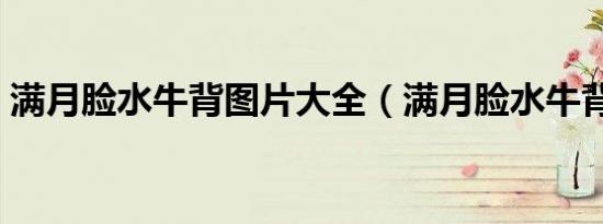 满月脸水牛背图片大全（满月脸水牛背图片）