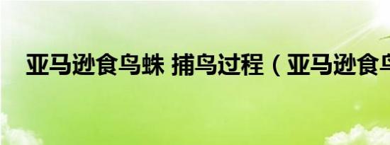 亚马逊食鸟蛛 捕鸟过程（亚马逊食鸟蛛）