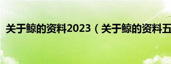 关于鲸的资料2023（关于鲸的资料五年级）