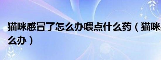猫咪感冒了怎么办喂点什么药（猫咪感冒了怎么办）