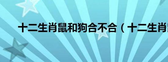 十二生肖鼠和狗合不合（十二生肖鼠）